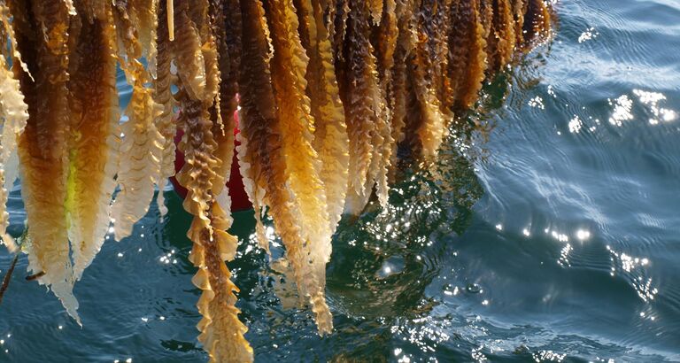 Climate Feed - Sukkertang