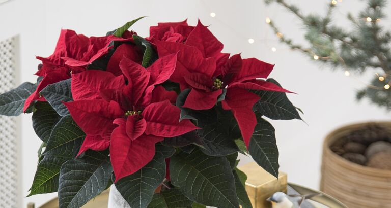 For at opnå flotte og ensartede planter, som folk har lyst til at have stående i deres hjem, benytter man i dag en række kemiske midler, der bremser væksten af stænglerne, og derfor giver mere kompakte planter. Disse kemiske midler ønsker parterne bag forskningsprojektet StarQuality at udfase.