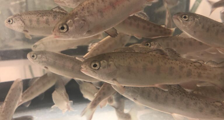 Billede af regnbueørreder 