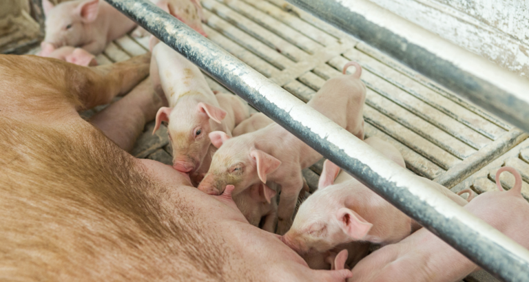 Billede af pattegrise