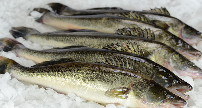 Fem sandart-fisk ligger på række