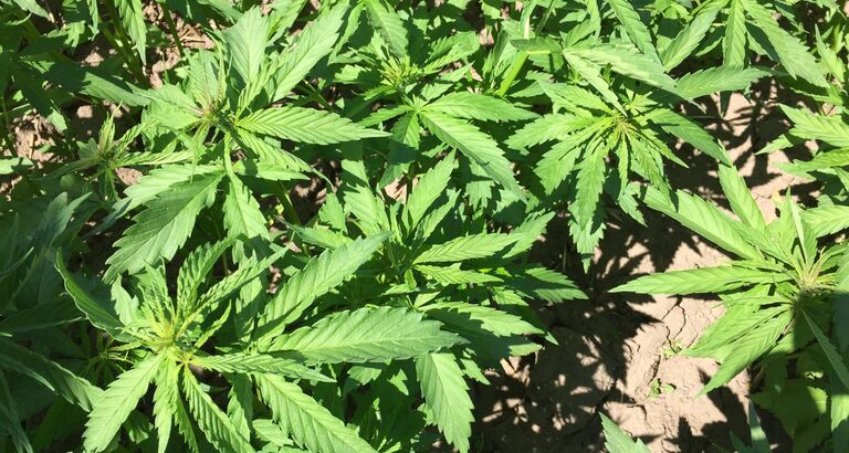 HEMP4tex