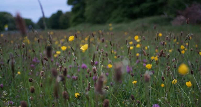 Biodiversitet